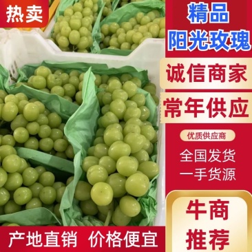 阳光玫瑰产地直销、七月中下旬可上市、专业团队一条龙服务！