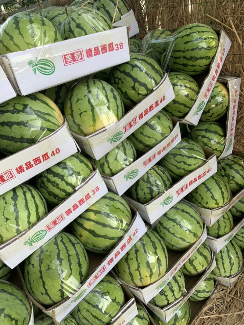 【热卖】8424西瓜大量上市产地直销质量有保证全国发货