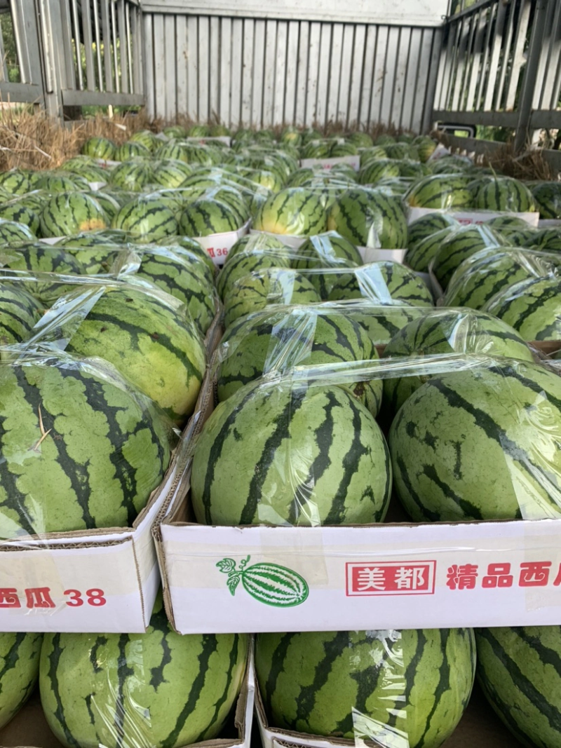 【热卖】8424西瓜大量上市产地直销质量有保证全国发货