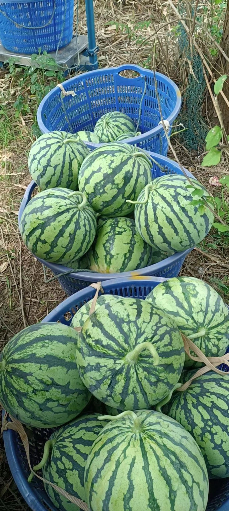 【热卖】8424西瓜大量上市产地直销质量有保证全国发货