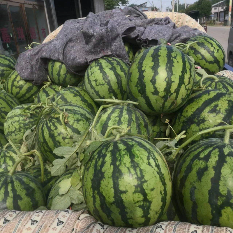 【高温热销】精品美都西瓜甜度高产地直发质量保证