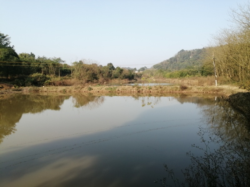 巴南二圣镇，25亩鱼塘转r，一共7口塘旁边就是河沟水源充