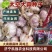 【推荐】精品太空大蒜种子大青稞蒜种两吨王【产地直供】