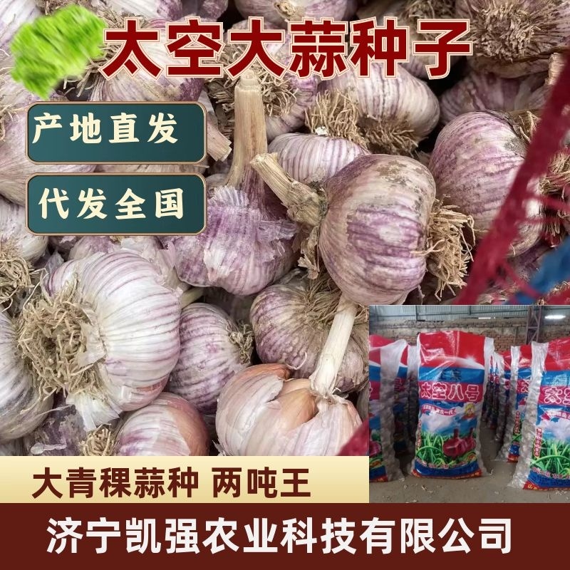 【推荐】精品太空大蒜种子大青稞蒜种两吨王【产地直供】