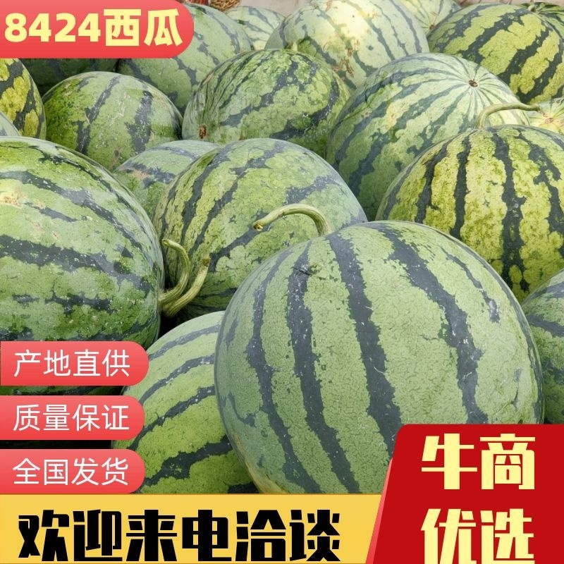 【热卖】西瓜大量上市（黑美人，黑无籽，金城5号）大吨位供