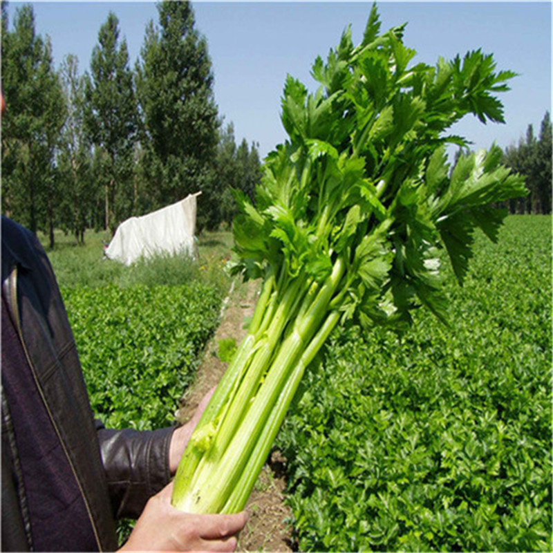 中蔬种业普莱西芹种子100g浅绿色耐热大芹菜种子