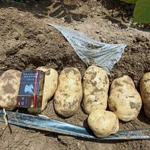 河北石家庄荷兰土豆大量上了有需要的老板欢迎前来采购
