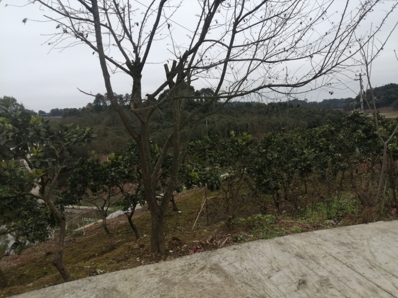 巴南区二圣镇140亩水库边上的种植地，有3个鱼塘。价格8