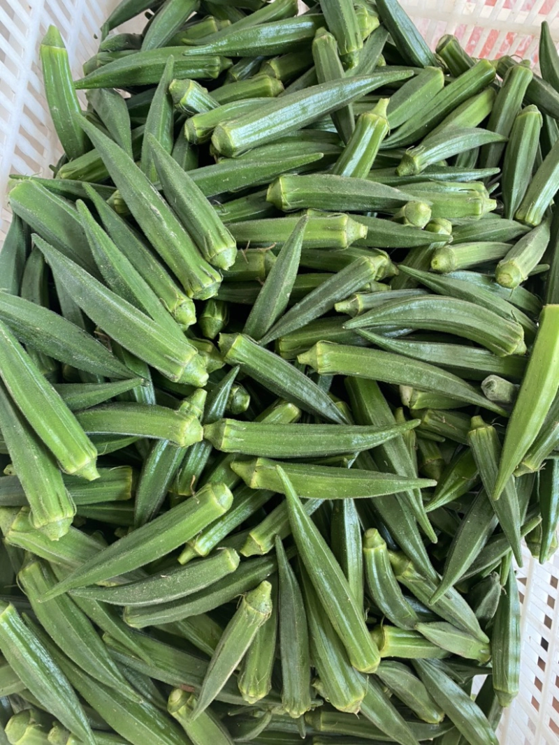 【力荐】精品黄秋葵一手货源对接电商直播全国走货等