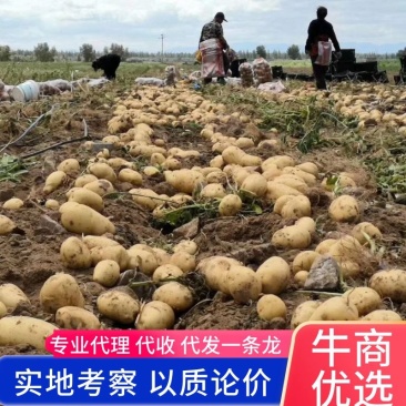 江苏土豆，荷兰十五土豆，产地直发欢迎客商来电咨询