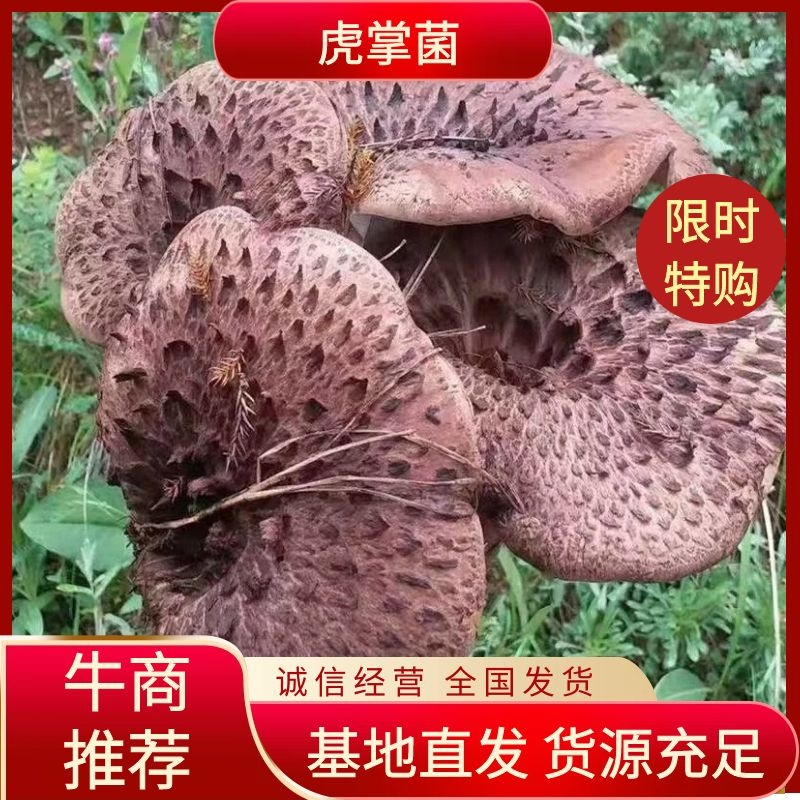 鲜虎掌菌，大量有货，量大从优，源头货，顺丰包邮。