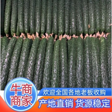精品黄瓜，密刺黄瓜。一手货源产地直销。视频看货品质保证