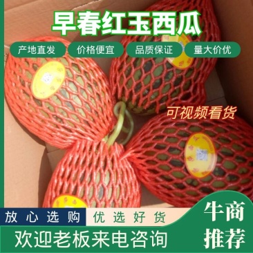 早春红玉大量供应报价真实，全美2k西瓜，一手货源