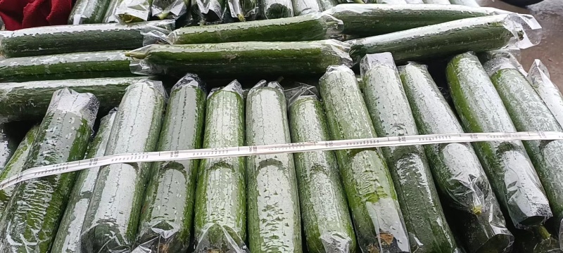 丝瓜，套水瓜，无棱丝瓜，香水瓜，油皮丝瓜