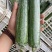 丝瓜，套水瓜，无棱丝瓜，香水瓜，油皮丝瓜