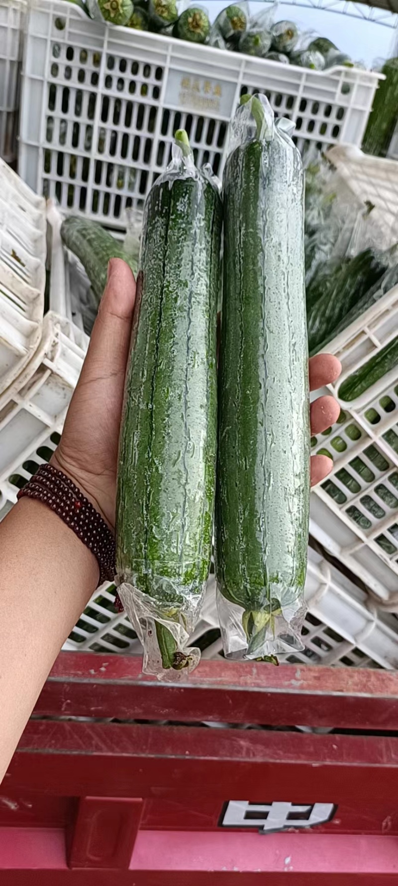 丝瓜，套水瓜，无棱丝瓜，香水瓜，油皮丝瓜