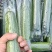 丝瓜，套水瓜，无棱丝瓜，香水瓜，油皮丝瓜