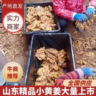 【实力】优质小黄姜，产地直供价格实惠坏烂包赔对接各商超
