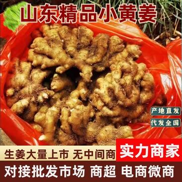 【精选】山东窖藏小黄姜货源足质量好对接全国电商及超市