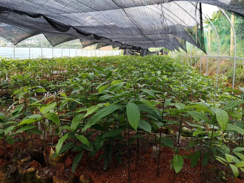 云南牛油果苗哈斯嫁接好苗认准好根系苗