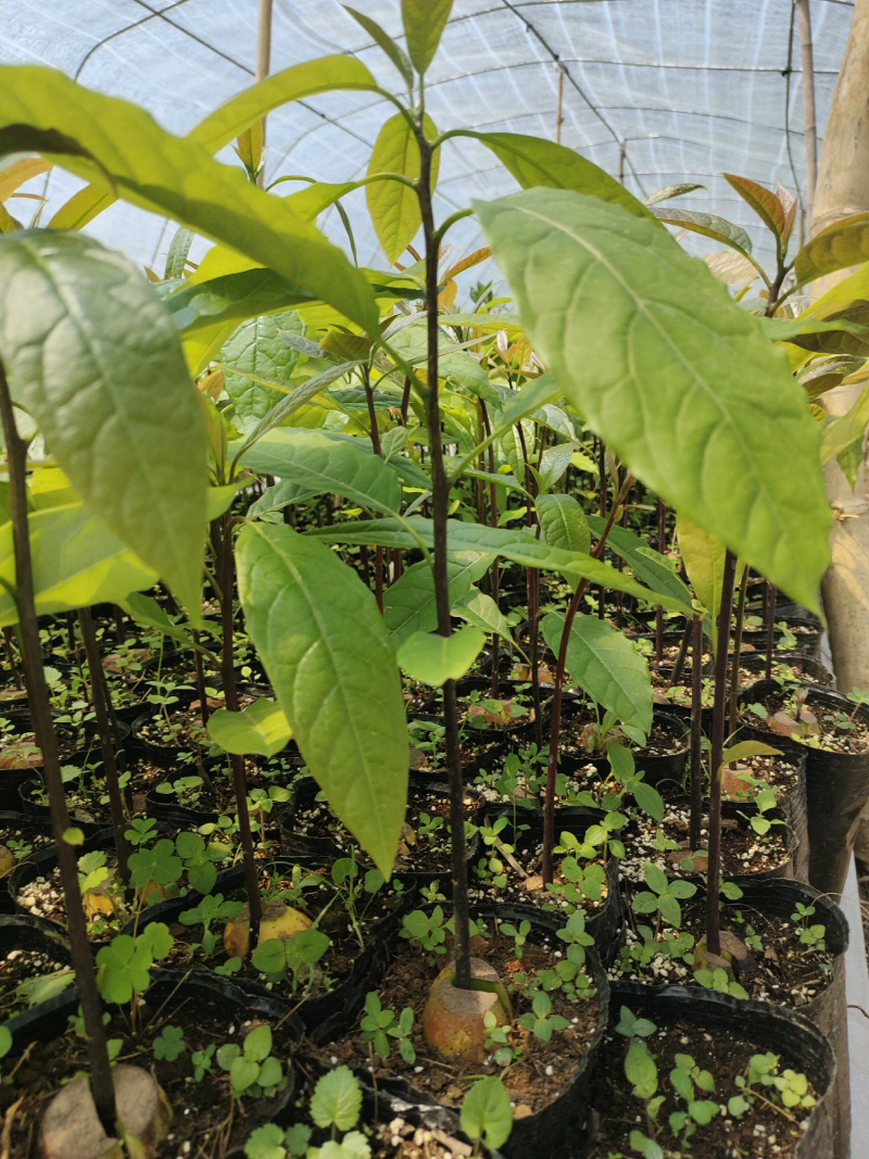 云南牛油果苗哈斯嫁接好苗认准好根系苗