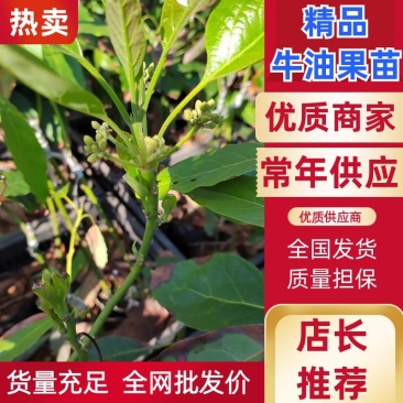 云南牛油果苗哈斯嫁接好苗认准好根系苗