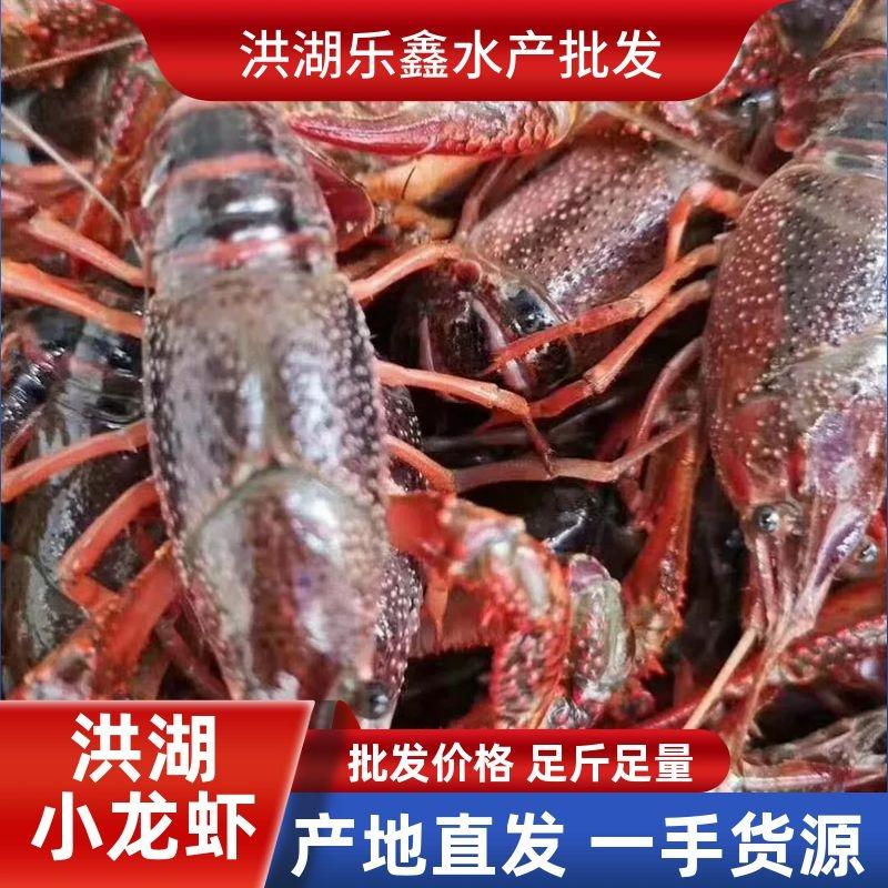 精养塘虾湖虾产地直发全国物流隔天到广州配送到店