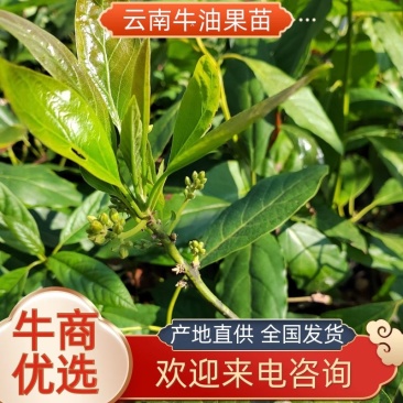 云南牛油果苗艾丁格根系哈斯嫁接好苗认准好根系苗