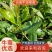 云南牛油果苗艾丁格根系哈斯嫁接好苗认准好根系苗