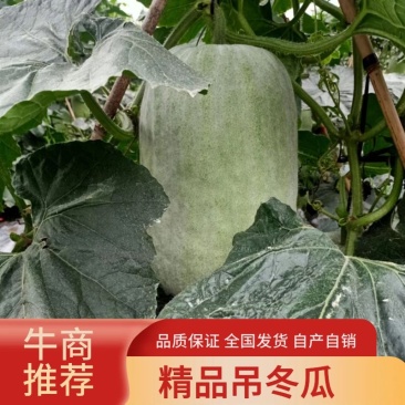 精品冬瓜四川吊冬瓜个头匀称整齐小蕊子