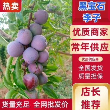 精品红布林李子大量上市四川产地一手货源有需要老板提前下单
