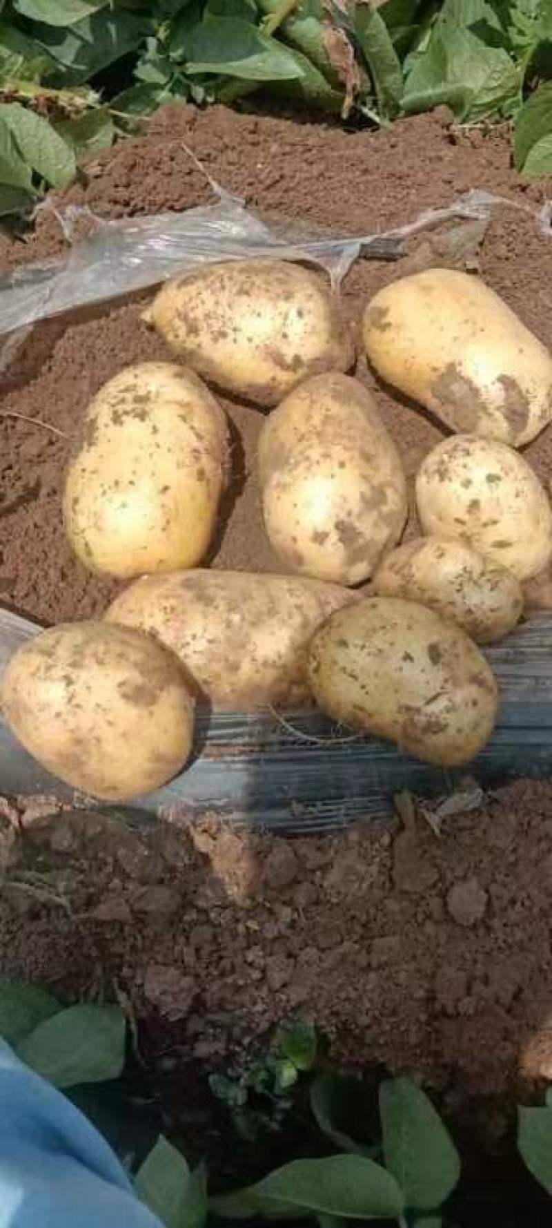 推荐通许精品土豆产地直发中薯5号西森6号荷兰十五大量
