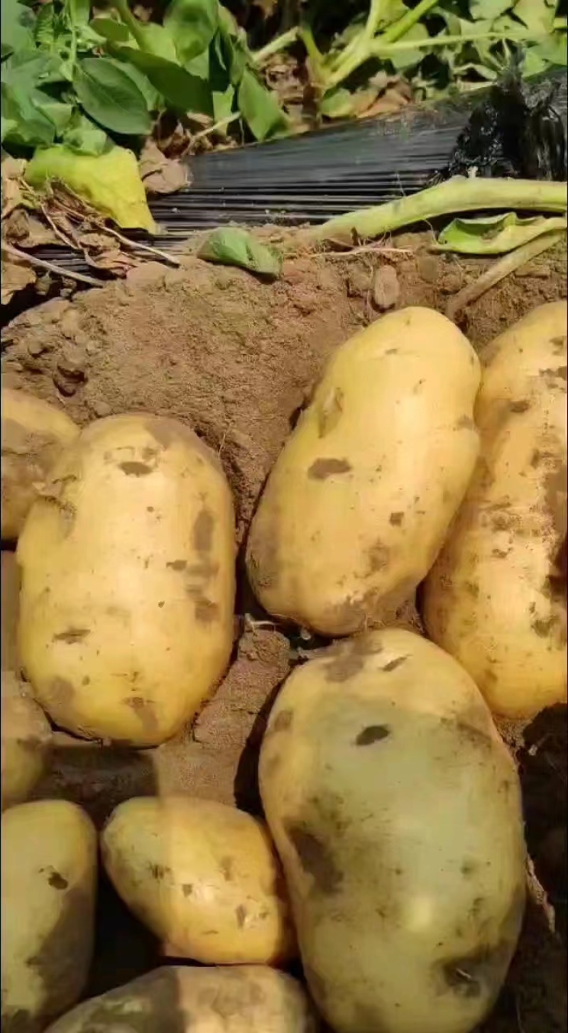 推荐通许精品土豆产地直发中薯5号西森6号荷兰十五大量