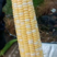 水果玉米太阳花产地直发量大价优保质保量