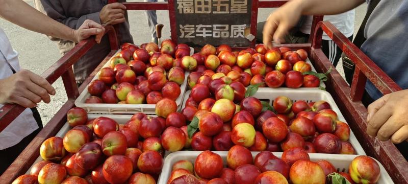 曙光油桃产地直发质量保证红皮黄肉货源充足价格优惠