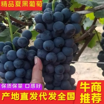 葡萄，精品夏黑葡萄，品质保证，口感香甜，产地直销发货。