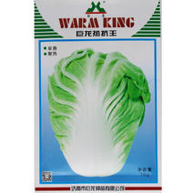 巨龙热抗王白菜种子耐热38度抗热夏和大白菜种籽产量早熟夏