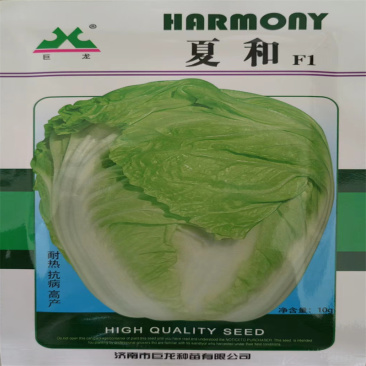 巨龙白菜种子耐热38度抗热夏和大白菜种子产量早熟夏