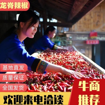 龙脊干辣椒桂林特产合作社货源量大稳定长期供一手货源