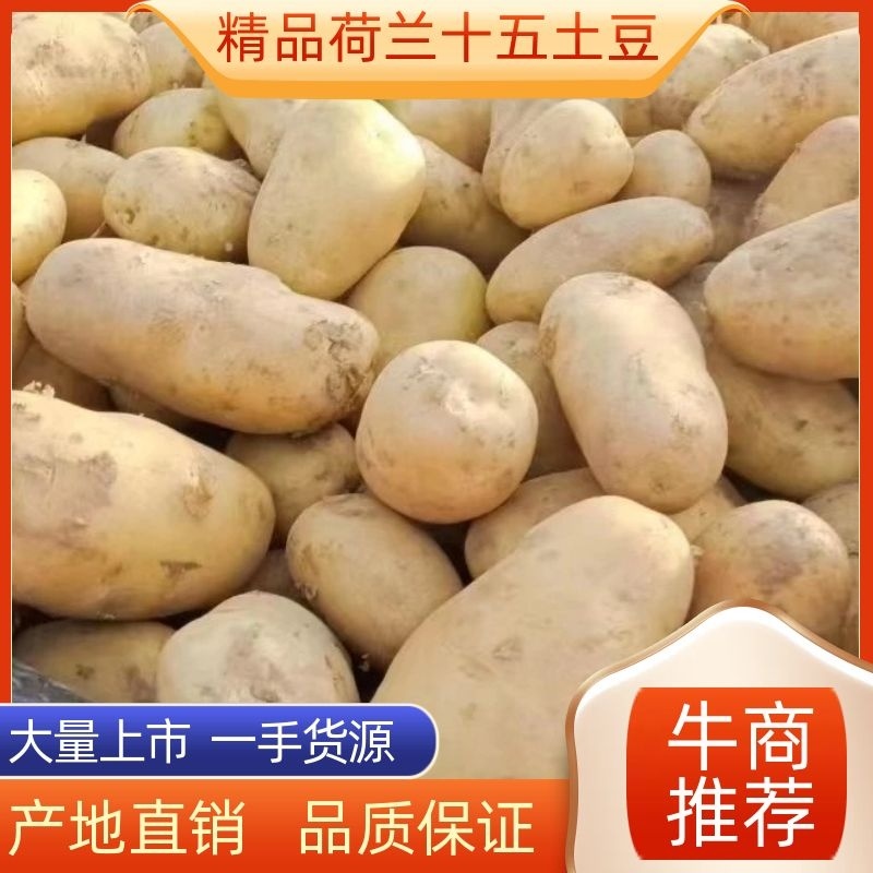 沃土土豆大量上市中，物美价廉欢迎新老客户光临