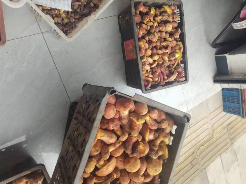 红葱菌（见手青），一手货源，视频看货。品质保证