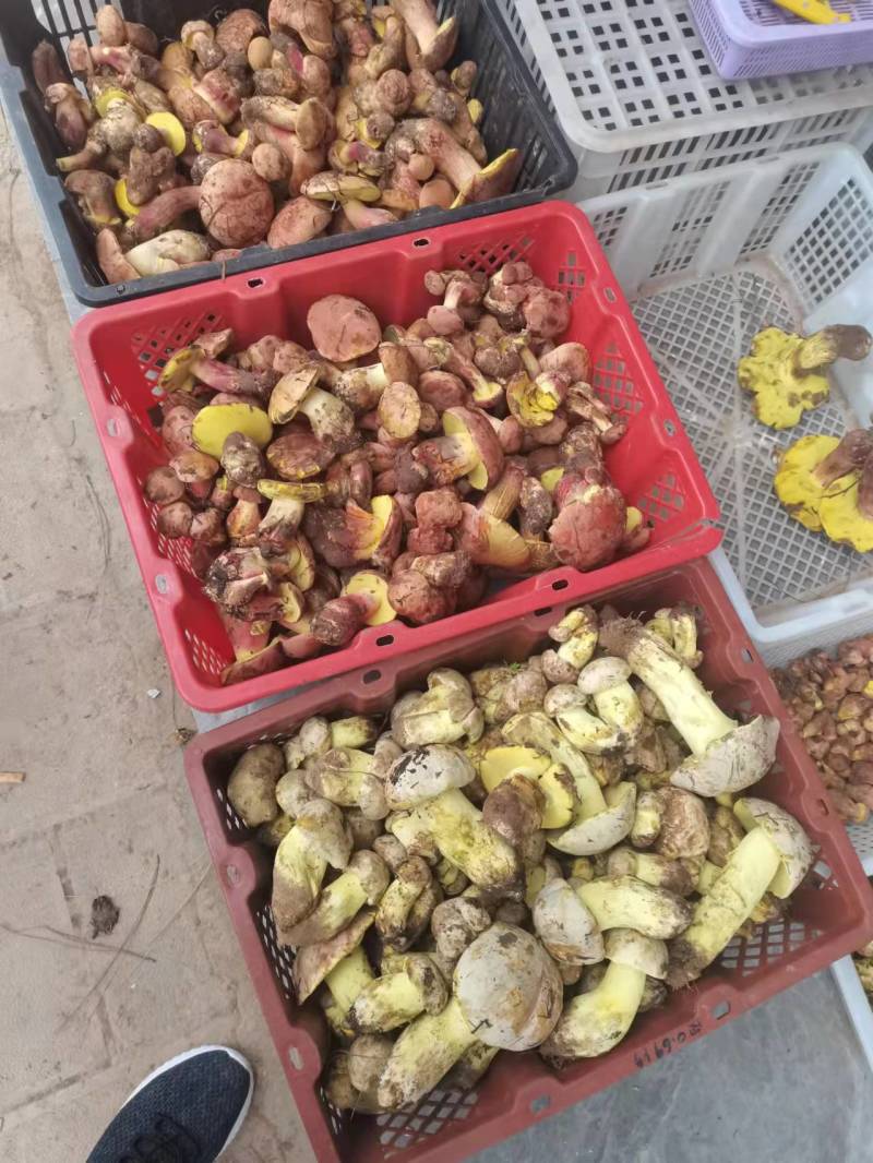 红葱菌（见手青），一手货源，视频看货。品质保证