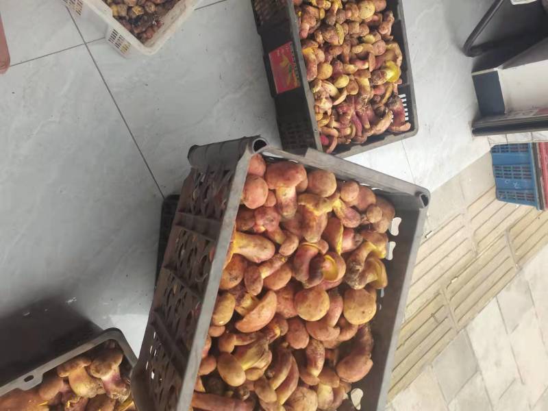 红葱菌（见手青），一手货源，视频看货。品质保证
