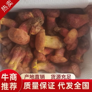 红葱菌（见手青），一手货源，视频看货。品质保证