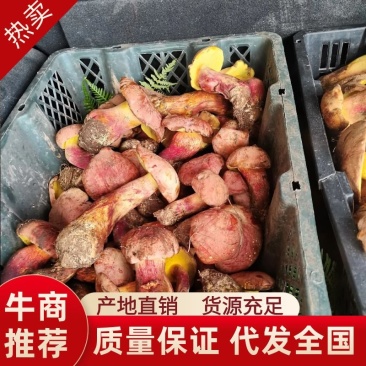 菌王国南华野生菌，一手货源，品质保证，欢迎老板咨询