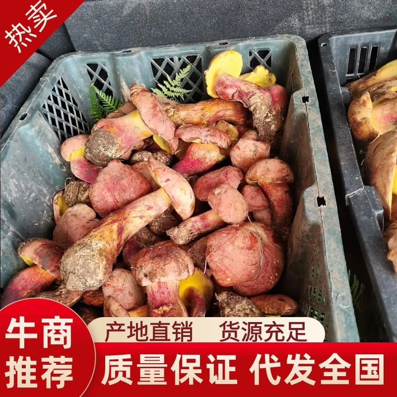 菌王国南华野生菌，一手货源，品质保证，欢迎老板咨询