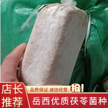 茯苓菌种优质高产粮食种，产地直销，欢迎前来选购