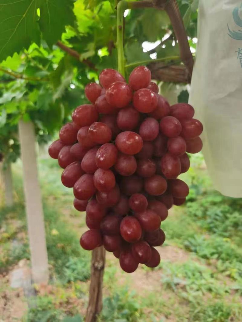 葡萄苗