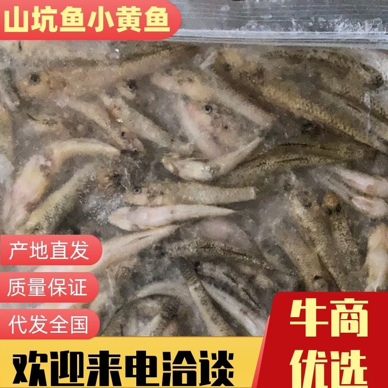 一手货源山坑鱼山根鱼一件20包*2斤小黄鱼大量批发
