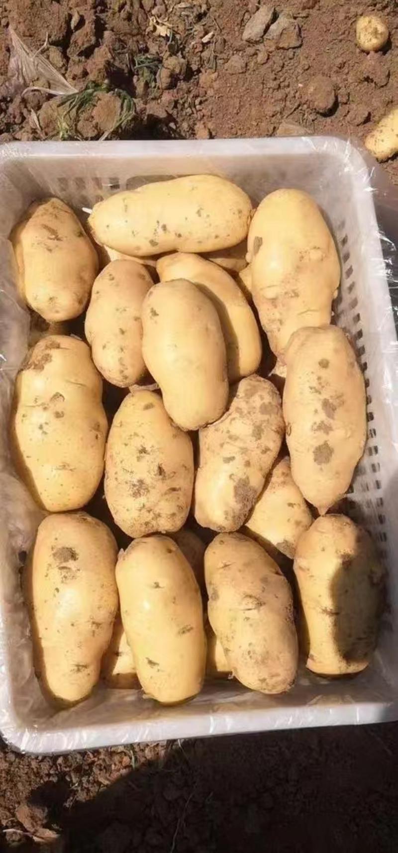 【热销】荷兰十五土豆产地直发商超品质物美价廉